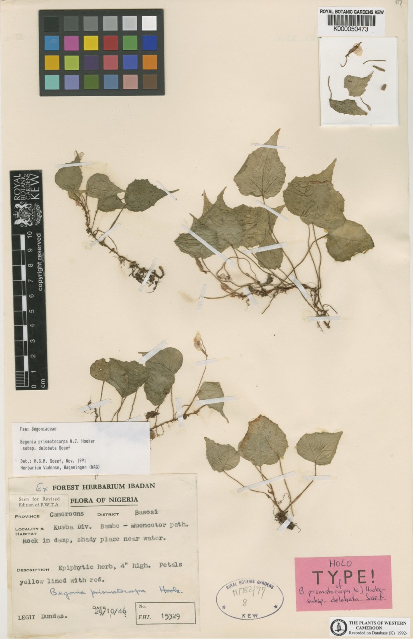 B. prismatocarpa ssp. delobata